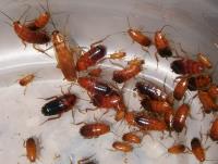 Pest Control Perth image 3